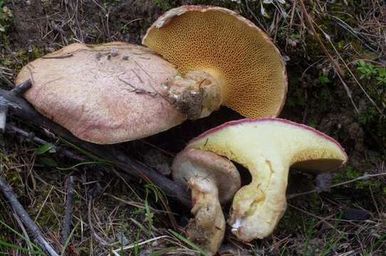 Sivun Suillus ochraceoroseus (Snell) Singer 1973 kuva