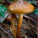 Pholiota communis (Cleland & Cheel) Grgur. 1997 resmi