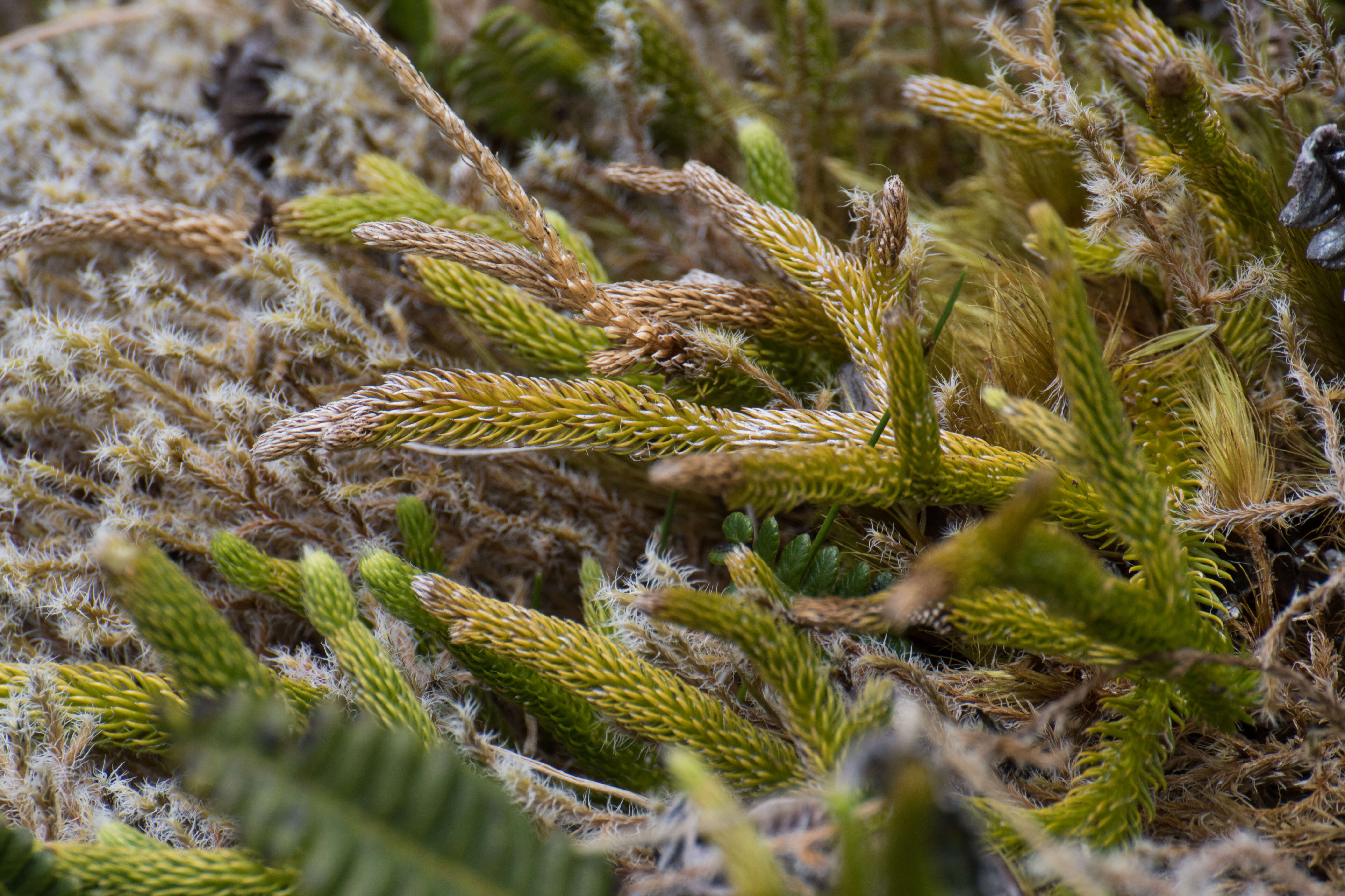 Image of Stag's-horn Clubmoss