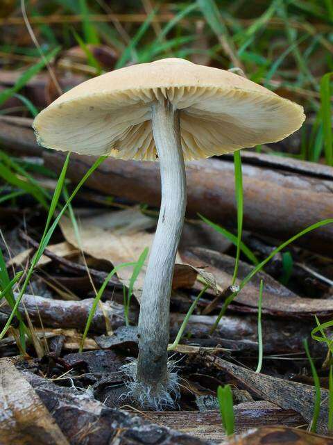 Image de Psilocybe