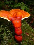 Image of Ganoderma tsugae Murrill 1902