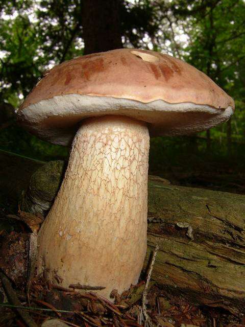 Imagem de Tylopilus