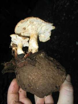 Image of Polyporus