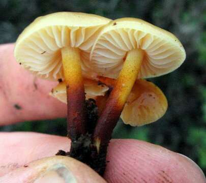 Image of Flammulina lupinicola (Redhead & R. H. Petersen) C. Hahn 2016