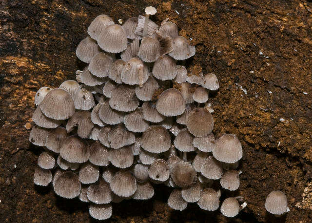 Image de Coprinellus