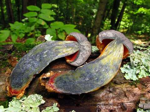 Image of Boletus subluridellus A. H. Sm. & Thiers 1971