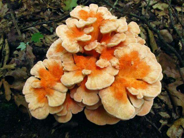 Image of Laetiporus