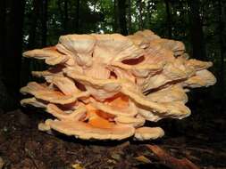 Image of Laetiporus