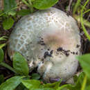 Image of Russula parvovirescens Buyck, D. Mitch. & Parrent 2006