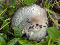 Слика од Russula parvovirescens Buyck, D. Mitch. & Parrent 2006