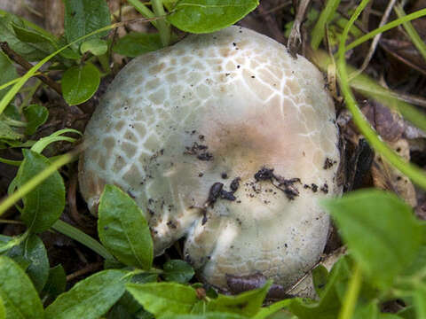 Image of Russula parvovirescens Buyck, D. Mitch. & Parrent 2006