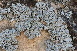 Image of Blue-gray rosette lichen