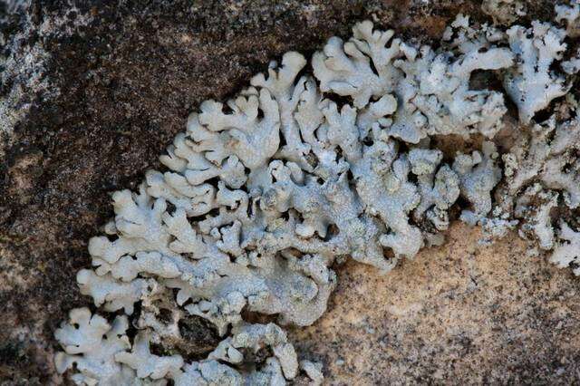 Image of Blue-gray rosette lichen