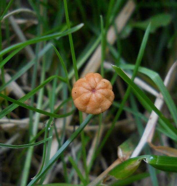 Image of Marasmius