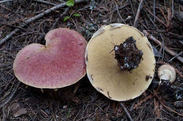 Image de Suillus ochraceoroseus (Snell) Singer 1973