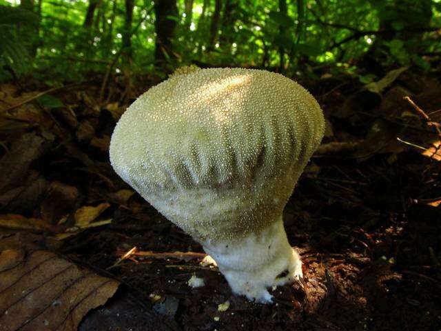 Imagem de Lycoperdon