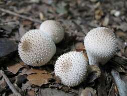 Imagem de Lycoperdon