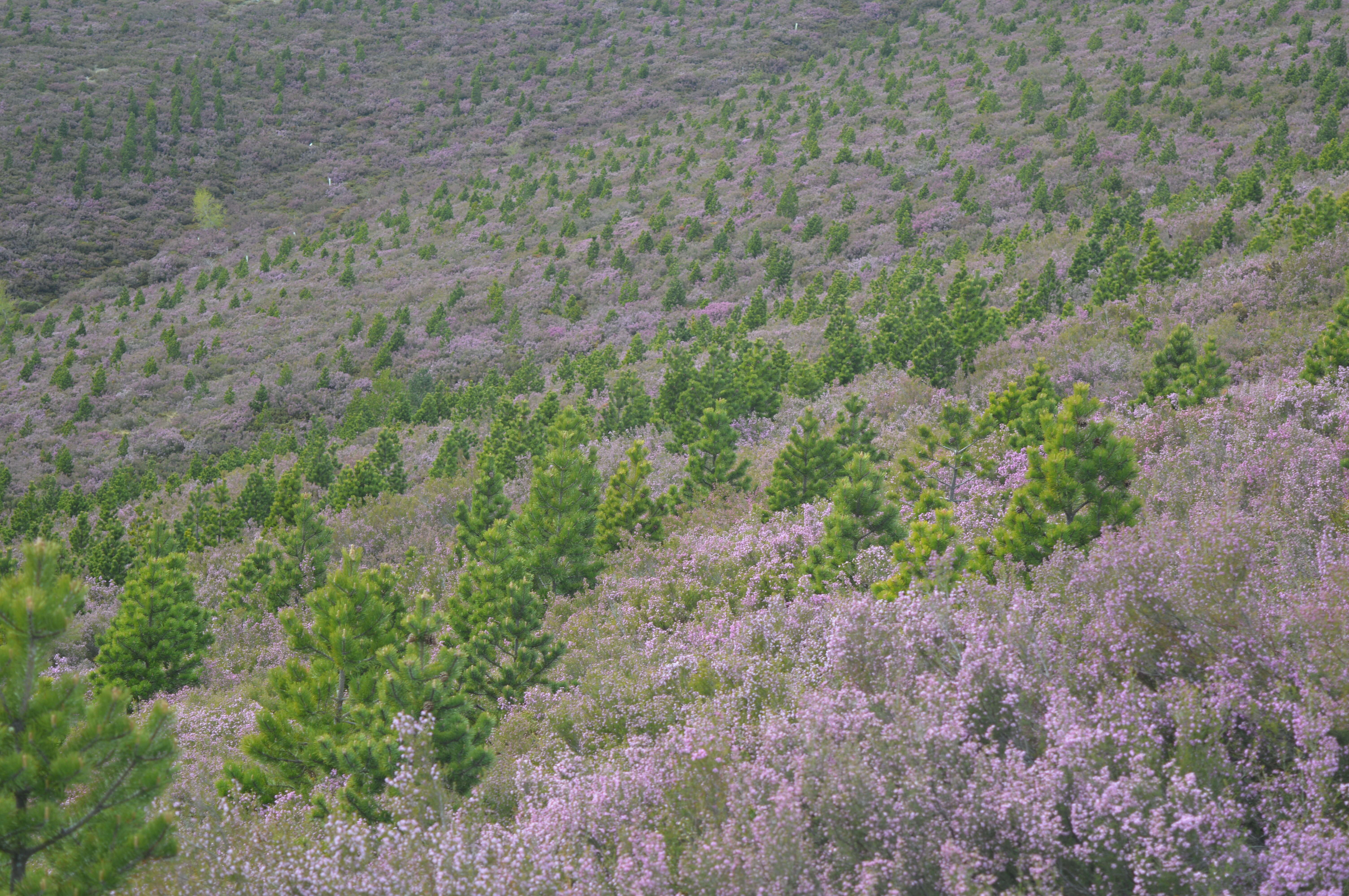 Image of Erica australis L.