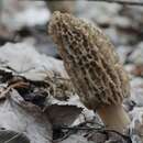 Image de Morchella tomentosa M. Kuo 2008