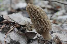 Plancia ëd Morchella tomentosa M. Kuo 2008