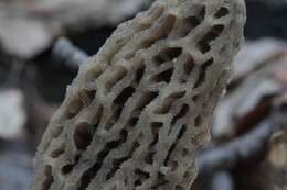 Image of Morchella tomentosa M. Kuo 2008