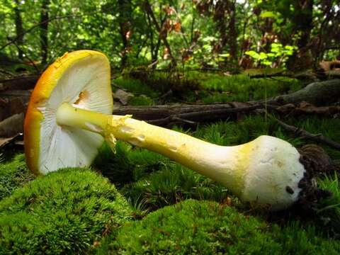 Image of Amanita flavoconia G. F. Atk. 1902