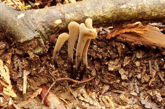 Image of Clavaria