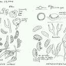 Image of Heterotextus luteus (Bres.) McNabb 1965