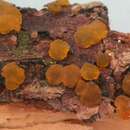 Image of Dacrymyces variisporus McNabb 1973