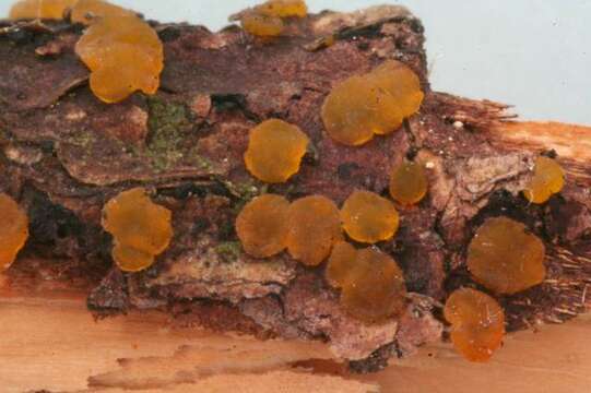 Image of Dacrymyces