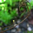 صورة <i>Mycena cuspidatapilosa</i> Lodge