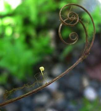 Image of <i>Mycena cuspidatapilosa</i> Lodge