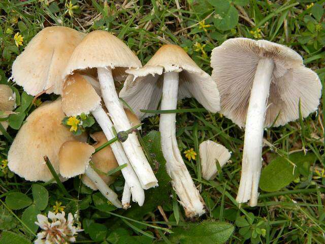 Image de Psathyrella