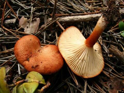 Image of Bonomyces