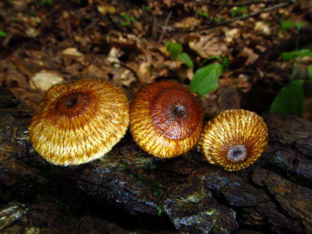 Image de Collybia