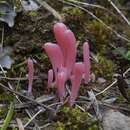 Image of Clavaria rosea Fr. 1821