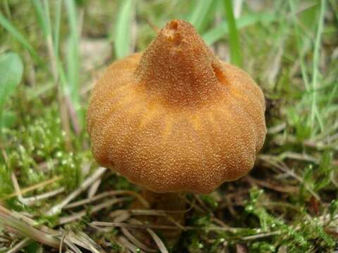 Image of Phaeomarasmius