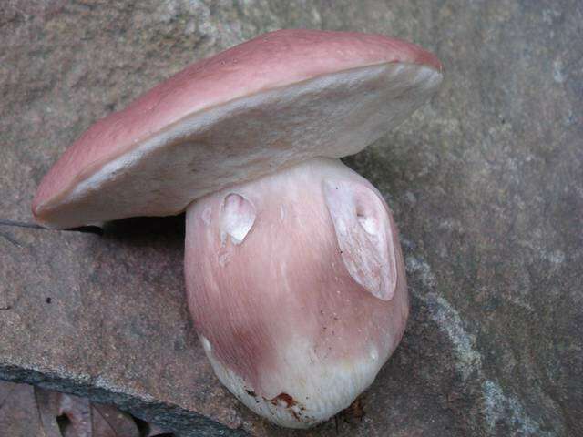 Xanthoconium resmi