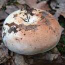 Image of <i>Russula compacta</i>