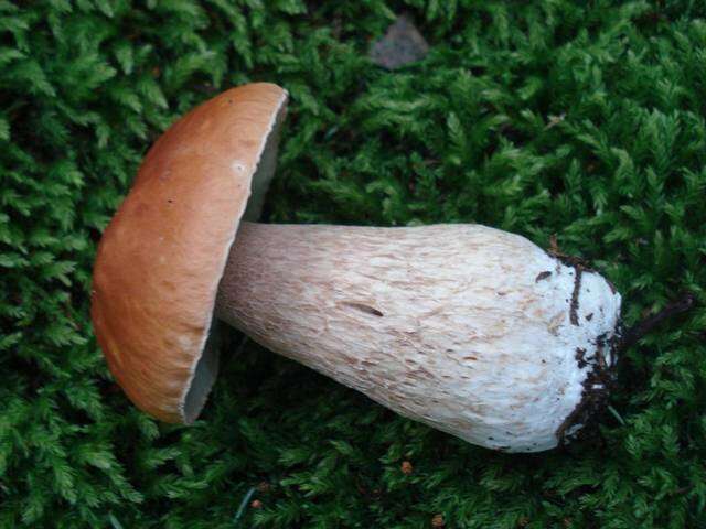 Image of Boletus