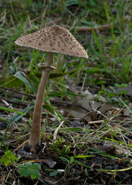 Image of Macrolepiota