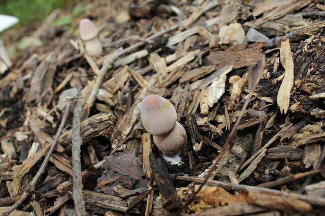 Image of Leucoagaricus