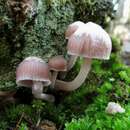 Imagem de Mycena clarkeana Grgur. 1997