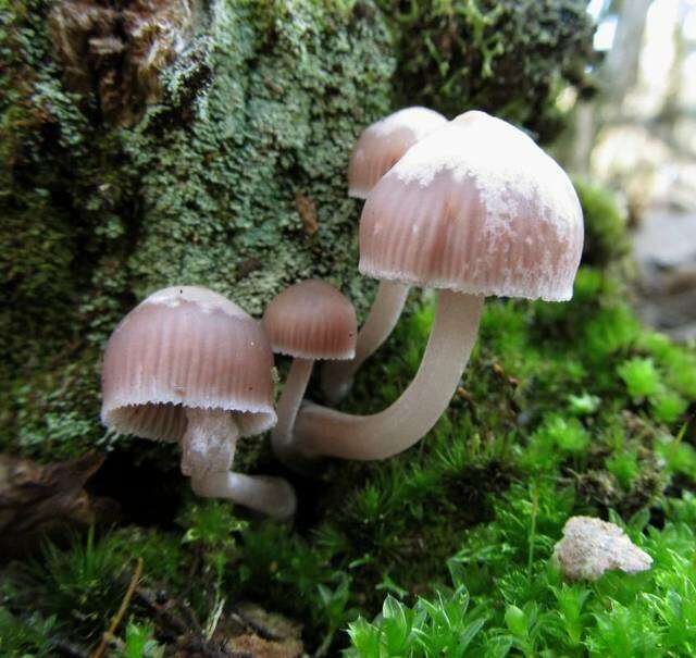 Image of Mycena clarkeana Grgur. 1997