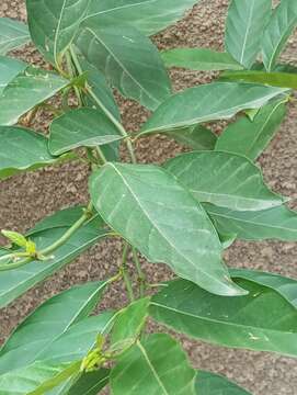 Image of Morinda tinctoria