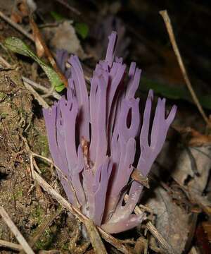 Clavaria resmi