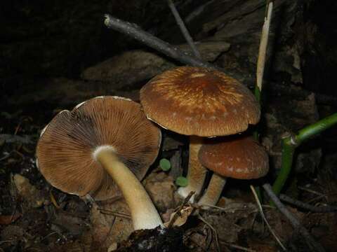 Image of Psathyrella delineata (Peck) A. H. Sm. 1941