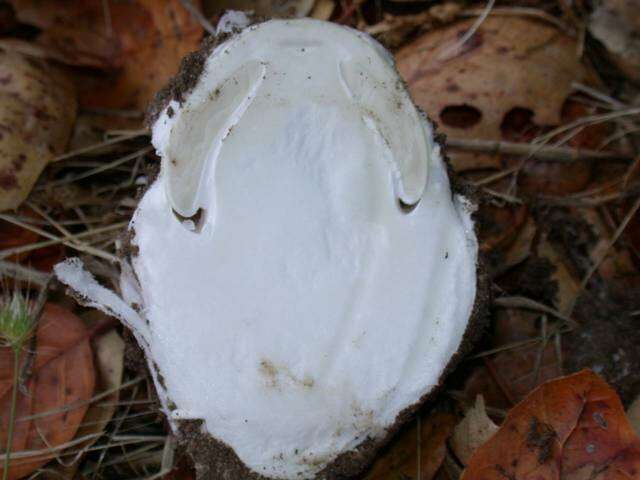 Image of Western North American Destroying Angel