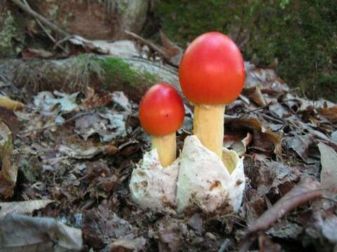 Imagem de Amanita jacksonii Pomerl. 1984