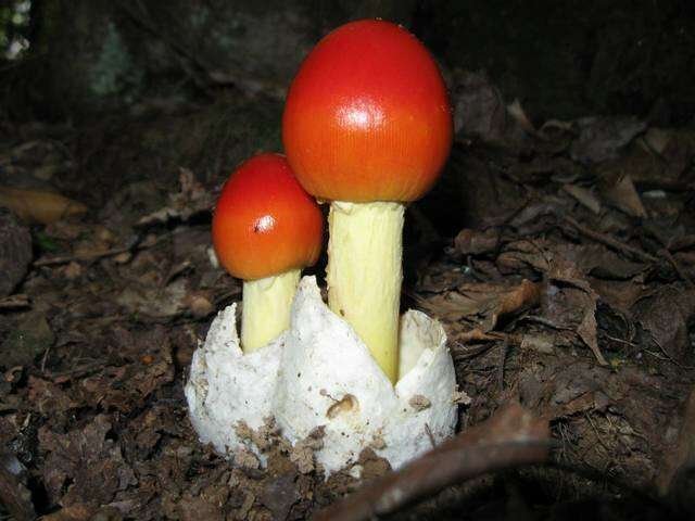 Image of American Caesar's Mushroom